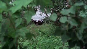 La invasión de las arañas gigantes — foto 4