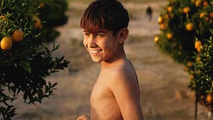 The Orange Grove — foto 1