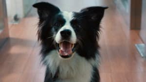 犬爱 — foto 1