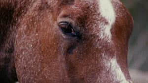 Horse Language — foto 1