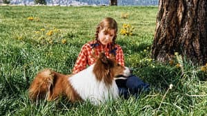 Lassie: Joyous Sound — foto 3