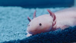 Poissonsexe — foto 4