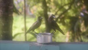 ആരോടെങ്കിലും മിണ്ടണ്ടെ — foto 1