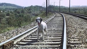 Belyy Bim Chernoe ukho — foto 3