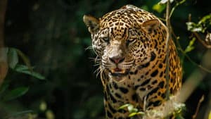 The Phantom Cat — foto 1