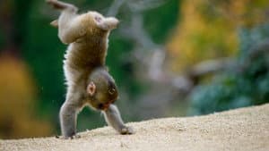 Animals at Play — foto 1