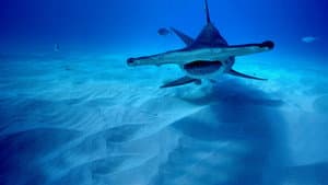 Shark Superpower — foto 6