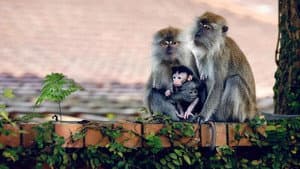 Macaque Island — foto 2