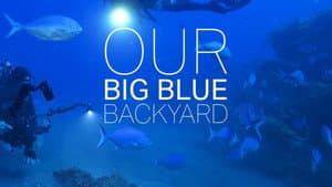 Our Big Blue Backyard — foto 1