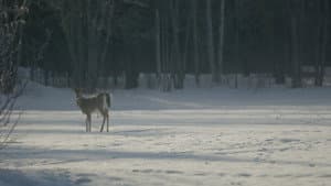 Dream Eater — foto 2