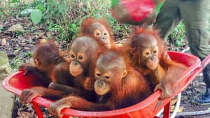 Operation Orangutan — foto 2
