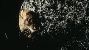Rat — foto 1
