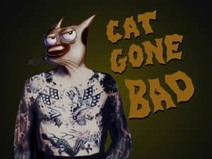 Gato Enloquece