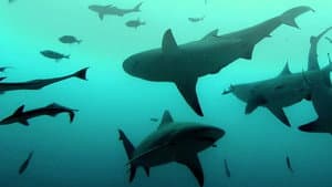 Bull Shark Bandits — foto 8