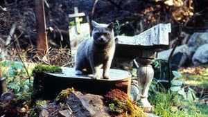 Cementerio de mascotas — foto 10