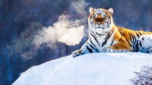 Tigres salvajes de Rusia (Russia’s Wild Tiger) — foto 5