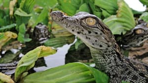 Battle of the Swamp Dragons — foto 1