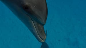 Planeta Azul II — foto 12