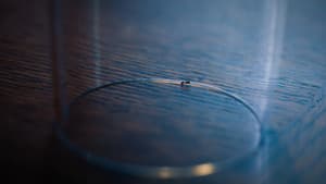The Ant — foto 1