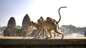 Cities: Nature's New Wild — foto 8