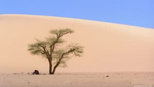 Fin de viaje, Sahara — foto 4