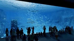 Nausicaa, le plus grand aquarium d'Europe — foto 1