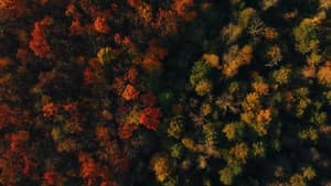 Voir l'automne, une saison en France — foto 6
