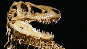 The Bones — foto 2