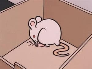 Ratones de laboratorio