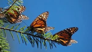 The Incredible Journey of the Butterflies — foto 1