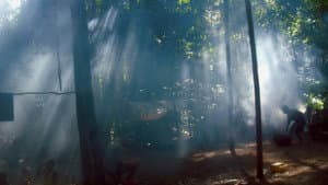 Song from the Forest — foto 3