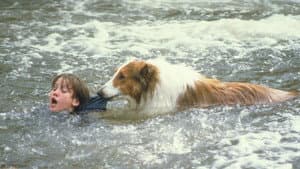 Lassie — foto 1