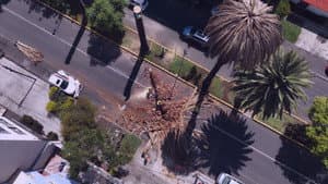 La sombra de las palmeras — foto 1