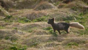 The Arctic Fox: Still Surviving — foto 2