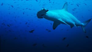 Shark Side of the Moon — foto 4