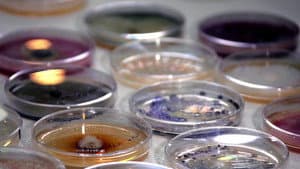 The Kingdom: How Fungi Made Our World — foto 4