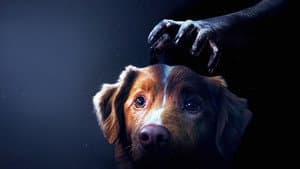 Good Boy: Confía en su instinto — foto 11