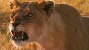 Superpride — foto 2