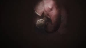 In the Womb: Animal Babies — foto 8