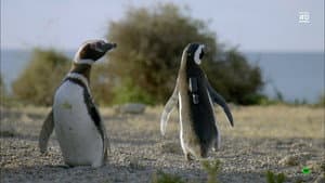 Animals with Cameras — foto 2