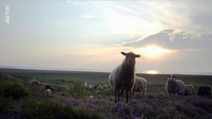 Sylt - Wellen, Wind und Watt — foto 7