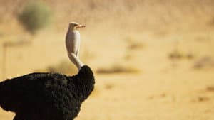 The Mating Game — foto 8