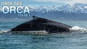 0800 SEE ORCA — foto 1