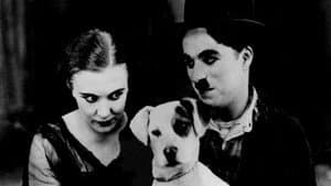 Vida de perro — foto 5