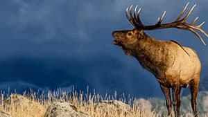 The Olympic Elk — foto 1