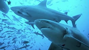The Sharks Of Headstone Hell — foto 1