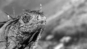 King Dinosaur — foto 2