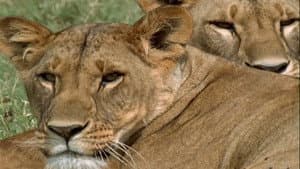 Lion Queen — foto 3