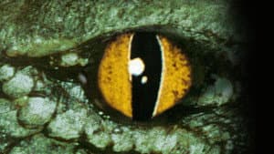 Cocodrilo — foto 5