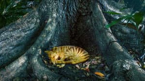 Tiger on the Rocks — foto 3